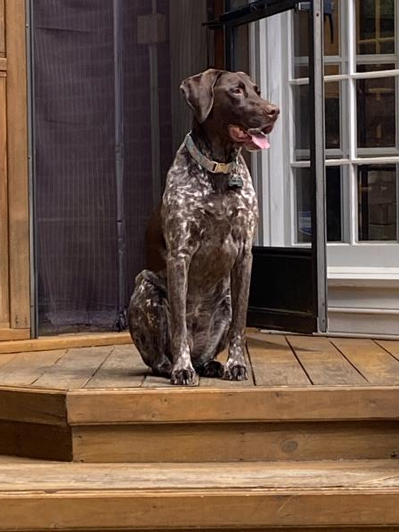 /images/uploads/southeast german shorthaired pointer rescue/segspcalendarcontest2021/entries/21794thumb.jpg